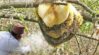 Amazing Find Wild Honeybee In Forest, How To Harvesting Honey From Wild Bee