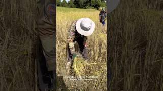 Cambodian Onetime Rice Harvest #rice #harvest #travel