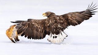 The Most Amazing Eagle Attacks Ever Caught on Camera