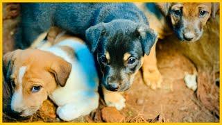 Adopting A cute puppy free!! | cute adoption in kokkachi