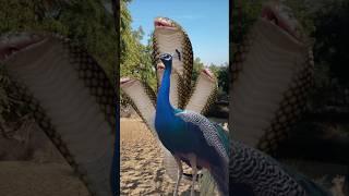 Hungry peacock and snake view #wildlife #birds #peacock