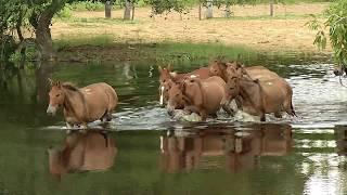Pecuaristas temem super-cheia no Pantanal e adiantam retirada do gado