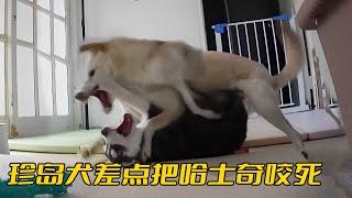 珍島犬差點把哈士奇咬死，連柴犬都不是它的對手，戰鬥力簡直爆表