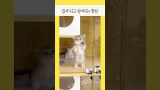 #shorts 요즘 냥이를 많이 키우는 이유 #funny #catshorts #catlover