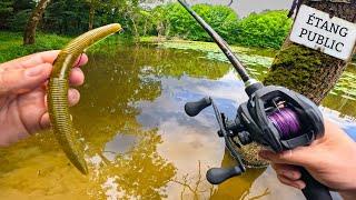 12h pour PÊCHER mon RECORD dans cet étang SAUVAGE, je ne M'ATTENDAIS pas à ça !!!