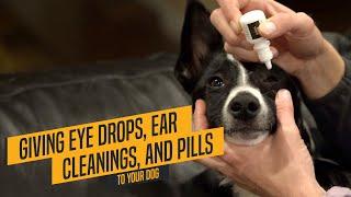 Dog Care - Teaching Your Dog To Be Calm for Eye Drops, Pills, And Ear and Teeth Cleaning