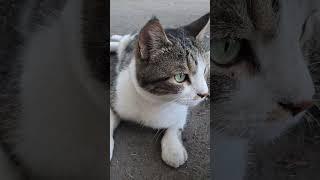Кошки ждут сильнее чем собаки  #умныеслова #cat #истина #веселыекоты #юмор #видосыоткота #funnycat
