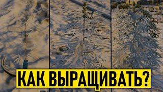 ВЫРАЩИВАНИЕ КОНОПЛИ НА MAJESTIC RP. GTA 5 RP