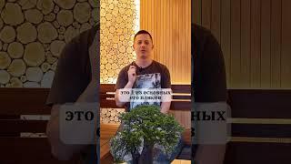 ТОП - 3 древесины, которые мы используем при работе с нашими клиентами #баня #строительство
