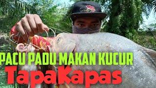 STRIKE PACU SAIZ PADU | PACU MAKAN KUCUR #BTGBERJUNTAI #AYIEZUZU #TAPAKAPAS