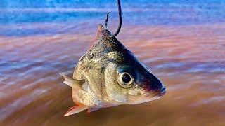 Four Catfish Baits to Avoid