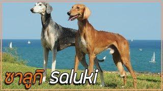 รู้จักสุนัขพันธุ์ ซาลูกิ (Saluki) สุนัขอิยิปต์โบราณ | Perkak Eiei