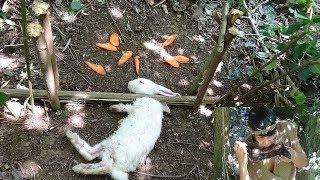 Primitive Technology: traps hares with carrots