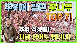 추위에 강한 꽃나무 TOP7! 추위 걱정끝! 지금심어도 됩니다!