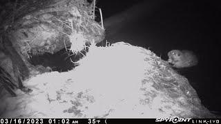 Beaver Sniffs Trap, Then Builds New Castor Mound