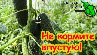 НЕ КОРМИТЕ ОГУРЦЫ ВПУСТУЮ! Многие подкармливают просто зря! Вот как надо кормить огурцы на урожай.