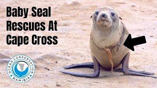 Baby Seals Rescued at Cape Cross