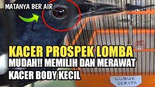 JANGAN SALAH !! MEMILIH DAN MERAWAT KACER PROSPEK BODY KECIL | DR KACER