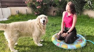 Golden Retriever Pool Fail – I Got Soaked, He Stayed Dry!