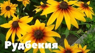 Рудбекия – одно из самых известных садовых растений!