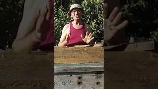 А Вы не знали? Как правильно принимать маточное молочко!