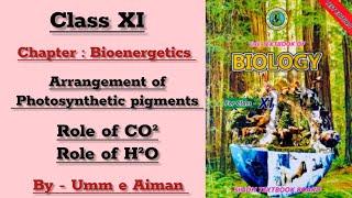 Arrangement of Photosynthetic pigments - Role of CO2 and H2O - Bioenergetics -By Umm e Aiman