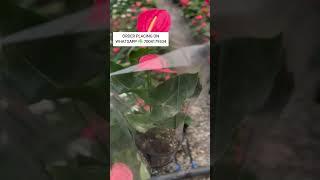 9955146400 Rare variety Anthurium plants | #anthurium #adenium #orchid #plants #garden #leaf #shorts