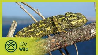 Iberian Europe - Wild Connection 5/6 - Go Wild