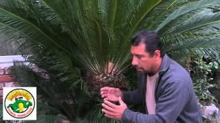 How to Trim a Sago Palm - Cycas Revoluta