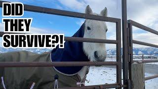 Forty below ZERO! ~ Are the HORSES ok?