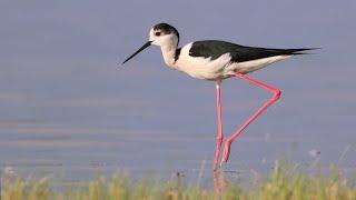 Stelzenläufer – Black-winged stilt – Himantopus himantopus (Seewinkel, 11.05.2024)