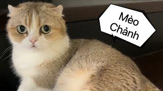 Mèo Chân Ngắn Tai Cụp Mà Nó Chảnh Quá - Mật Pet Family