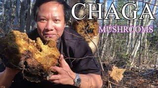  16- Nấm Chaga của cây bạch dương