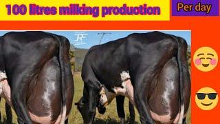 How to increase milk production in cow & special way to increase milk production &plz subscribe 