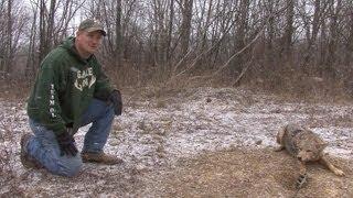 Coyote Trapping, Robby's Dirt Hole Strikes in Ohio