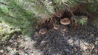 Lactarius Deliciosus / The Orange Edible Milk Mushroom / Season 2021