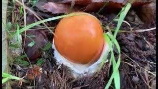 Funghi porcini della Garfagnana, sotto il diluvio.Funghi nonostante l'acqua belli e soprattutto sani