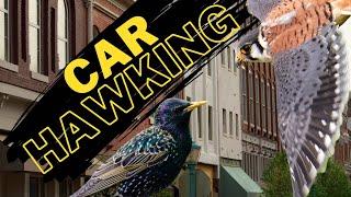 CAR HAWKING Starlings with a Pocket Falcon! (Kestrel)