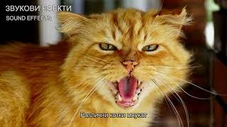 Мяукане на котка (4) ЗВУКОВИ ЕФЕКТИ - SOUND EFFECTS Cat meowing (4)