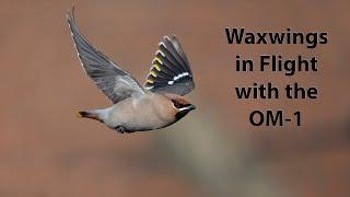 Photographing Waxwings in flight using Procapture on the OM-1 with the 150-400mm lens