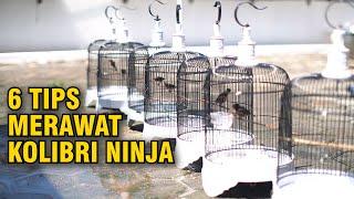 6 tips merawat konin agar gacor buka paruh