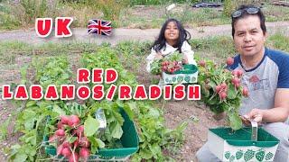 OUR HARD WORK HAS PAID OFF | First harvest in the Allotment. The Life in the UK