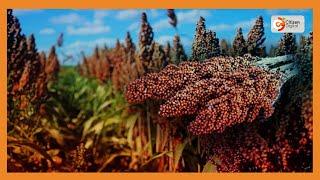 Smart Farm | New sorghum variety developed by scientists in Machakos