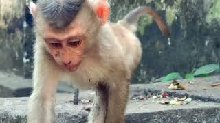 Million of tear for LEO looking for Mum | Sresre Toukvill | Monkeys Need alive