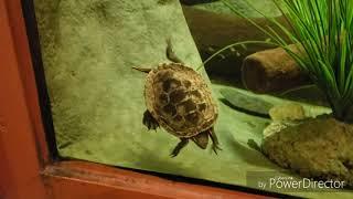 Animal Spotting at Henry Vilas Zoo