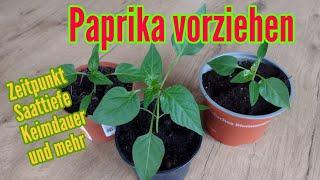 Paprika anbauen: Aussäen und pikieren Vorziehen von Paprika Pflanzen Anzucht