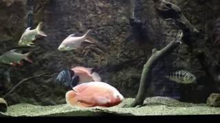 The Best/Easiest Cichlid For Beginners