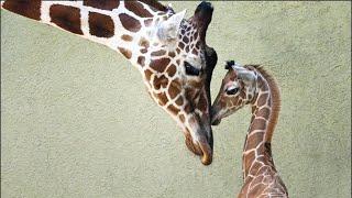 Giraffe Calf Born at Brookfield Zoo