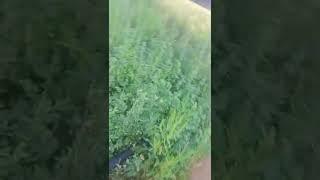 B Tnisk   D mnoj. ti sirij.