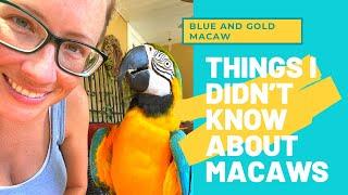 BLUE AND GOLD MACAW FACTS | THINGS I DIDN'T KNOW ABOUT COOKIE